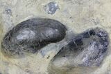 Triassic Ammonite (Ceratites) With Shellfish - Germany #94089-2